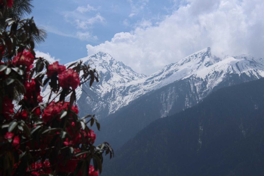 Rhododendron flowers with snow-covered peaks during the Goechala Trek in Sikkim