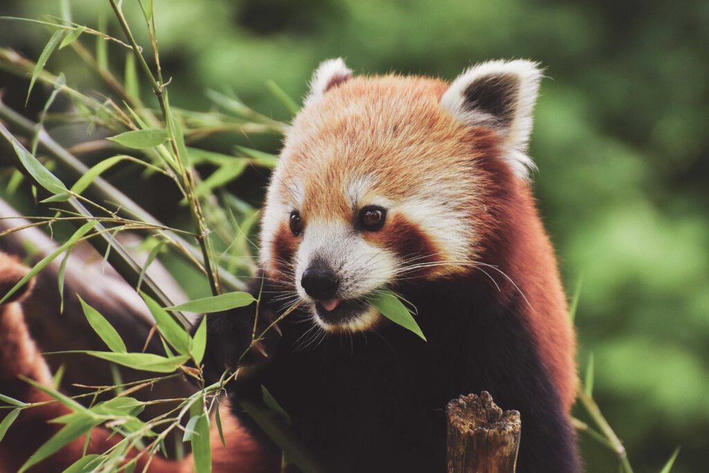 Red panda eating bamboo in the Himalayan forest