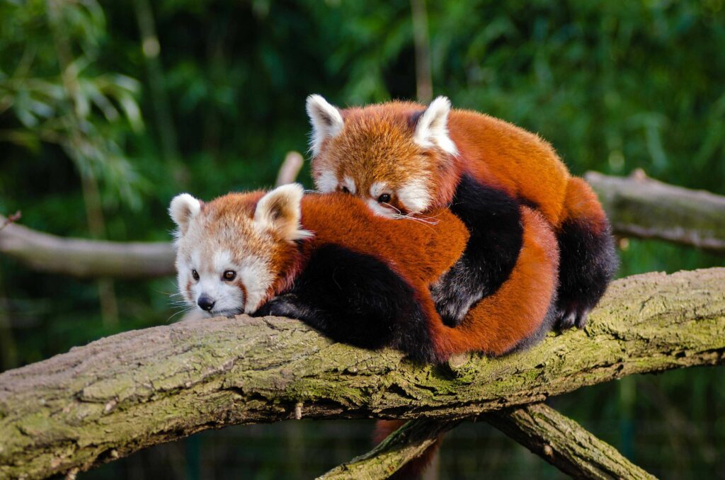 Two red pandas resting on a tree branch