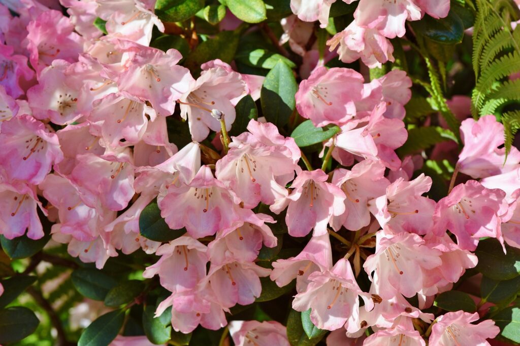 Pink rhododendron Flowers in Singalila National Park